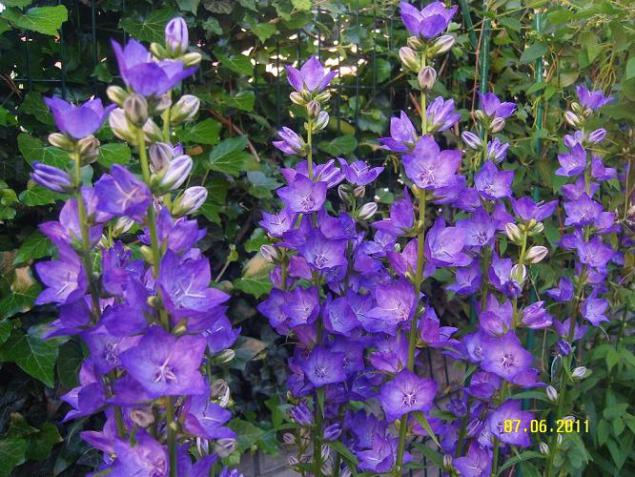 Name:  campanula persicifolia3.jpg
Views: 6506
Size:  71.0 KB