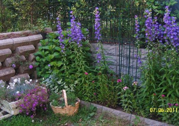 Name:  campanula persicifolia4.jpg
Views: 2549
Size:  70.7 KB