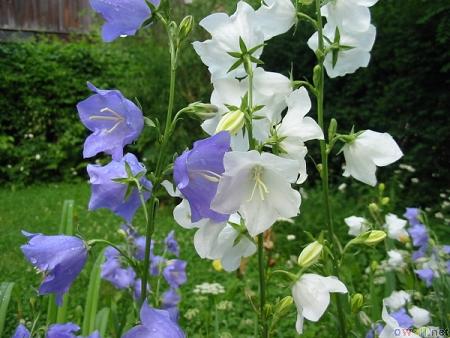 Name:  campanula_persicifolia_flowers.JPG
Views: 2316
Size:  33.4 KB