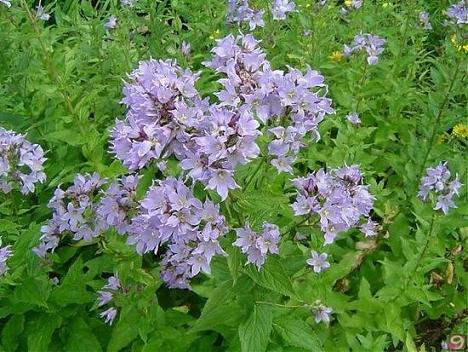 Name:  Campanula-lactiflora.jpg
Views: 2030
Size:  50.5 KB