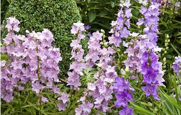 Name:  Campanula latifolia .jpeg
Views: 2199
Size:  32.2 KB