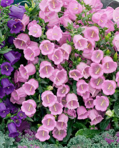Name:  CAMPANULA medium 'Champion Pink'.jpg
Views: 7651
Size:  54.4 KB