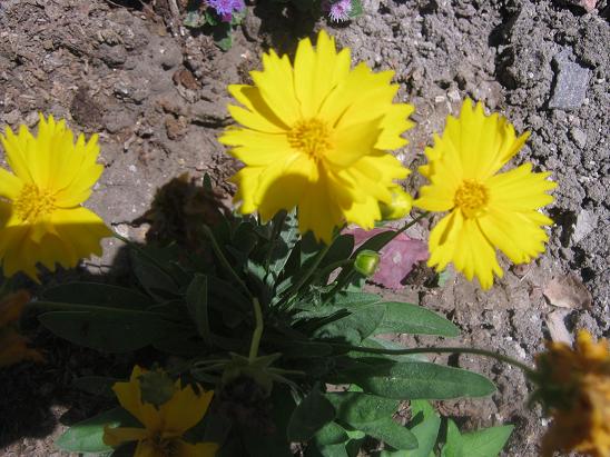 Name:  coreopsis.JPG
Views: 5572
Size:  64.4 KB