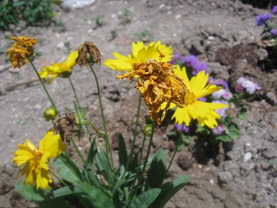 Name:  coreopsis grandiflora.JPG
Views: 5775
Size:  54.7 KB