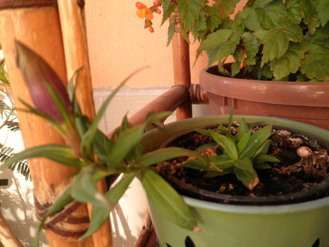 Name:  043.jpg
Views: 1488
Size:  44.6 KB