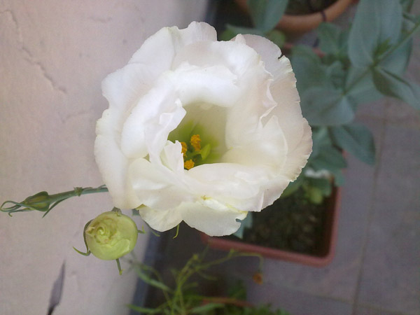 Name:  Lisianthus.jpg
Views: 868
Size:  63.4 KB