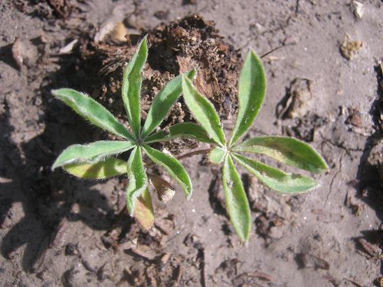 Name:  lupin.JPG
Views: 2470
Size:  62.9 KB
