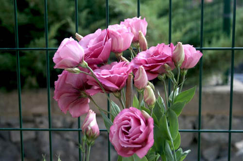 Name:  IMG_8857.JPG
Views: 1030
Size:  55.8 KB