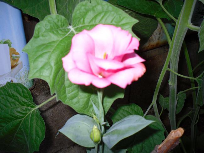 Name:  SDC12551 copy.jpg
Views: 997
Size:  42.1 KB