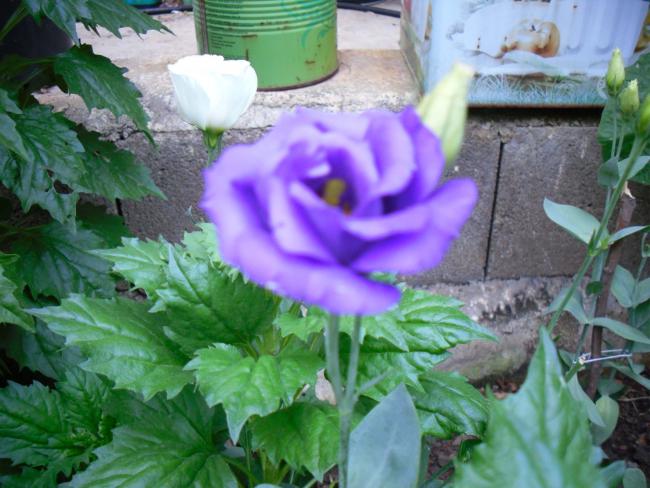 Name:  SDC12554 copy.jpg
Views: 935
Size:  52.3 KB