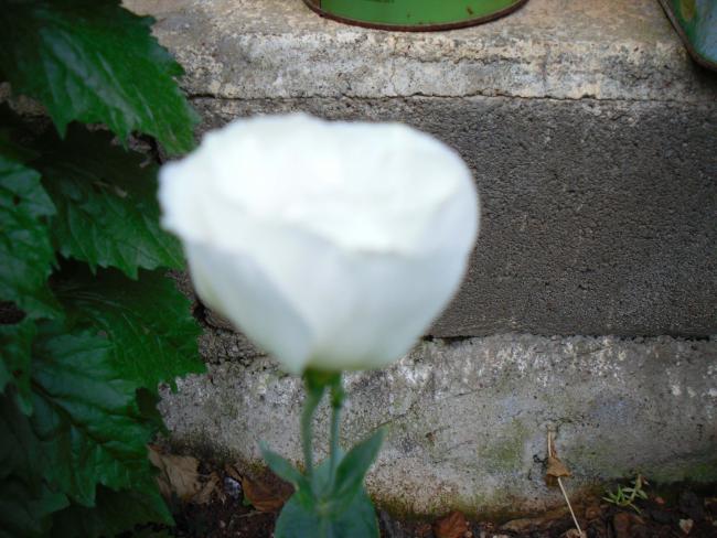 Name:  SDC12555 copy.jpg
Views: 983
Size:  49.3 KB