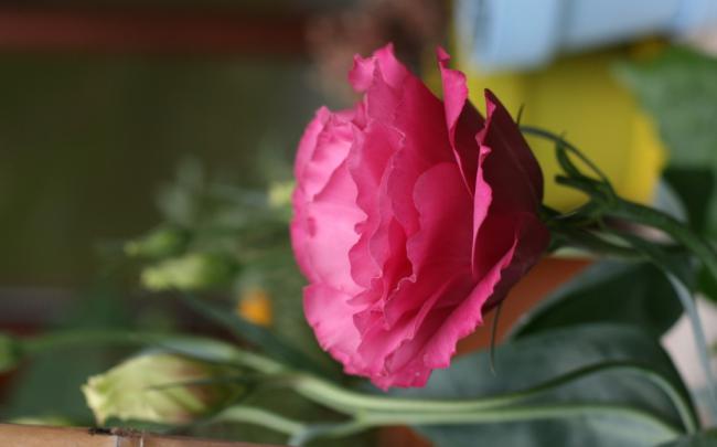 Name:  Lisianthus 105.jpg
Views: 1089
Size:  21.9 KB