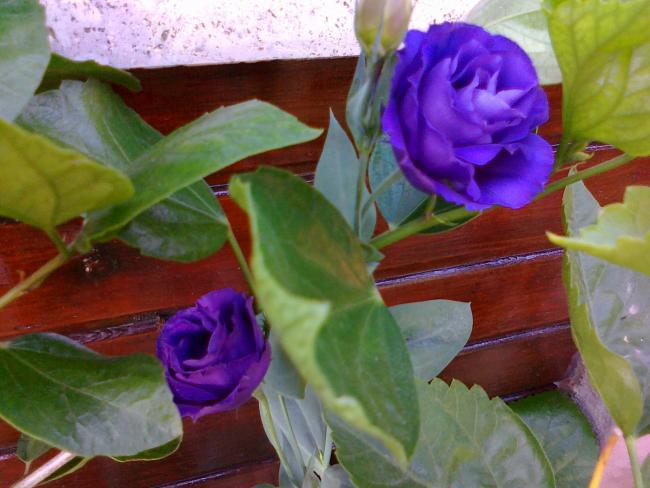 Name:  070820111490.jpg
Views: 1073
Size:  45.5 KB