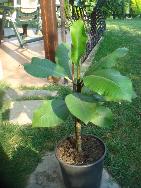 Name:  PLUMERA 12.jpg
Views: 860
Size:  74.0 KB