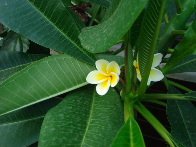 Name:  Plumeria 3.jpg
Views: 804
Size:  42.4 KB