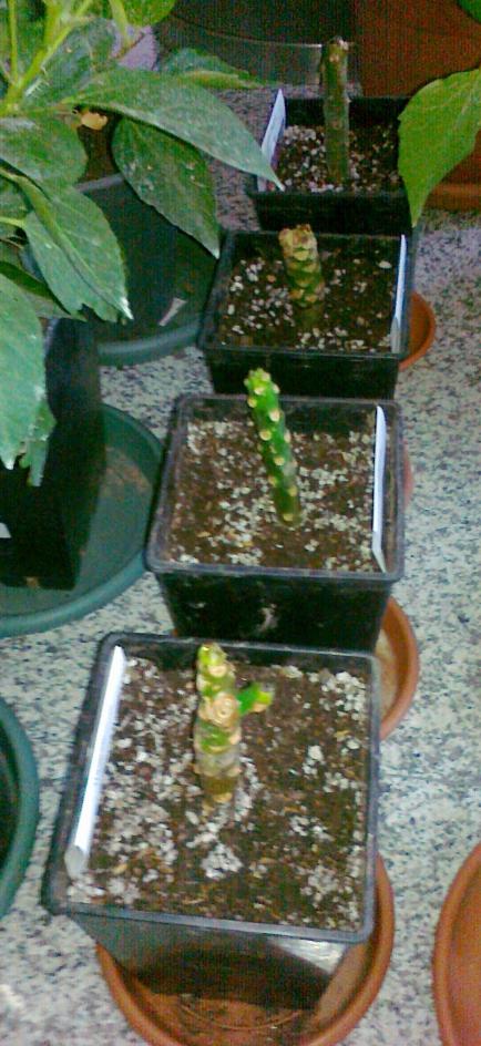 Name:  111020111603.jpg
Views: 692
Size:  79.6 KB