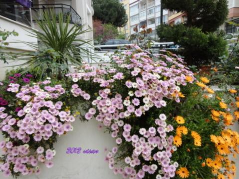Name:  DSC00129.jpg
Views: 4328
Size:  45.9 KB