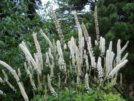 Name:  Cimicifuga simplex 19632073A 1.jpg
Views: 3835
Size:  41.5 KB
