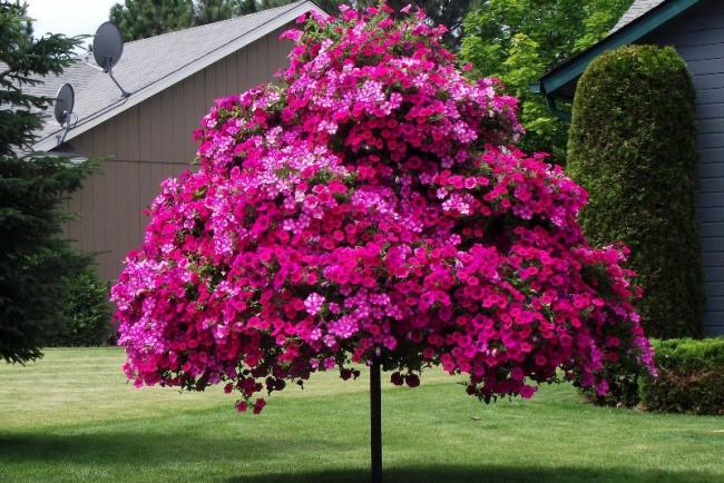 Name:  petunia tree.jpg
Views: 21658
Size:  70.0 KB