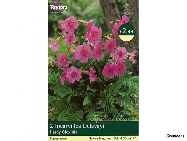 Name:  Incarvillea_delavayi_2_by_taylors_bulbs - Kopya.jpg
Views: 1947
Size:  42.1 KB