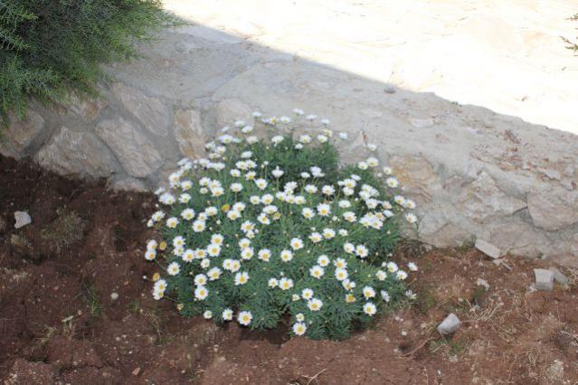 Name:  IMG_1174.jpg
Views: 1871
Size:  51.2 KB
