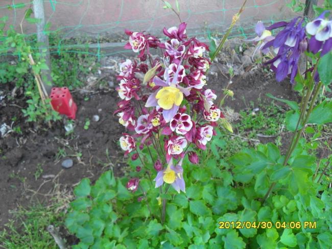 Name:  051.jpg
Views: 1463
Size:  65.5 KB