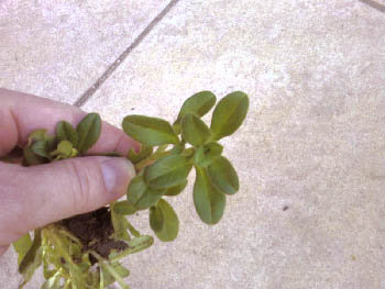 Name:  Photo-0055.jpg
Views: 3806
Size:  35.9 KB