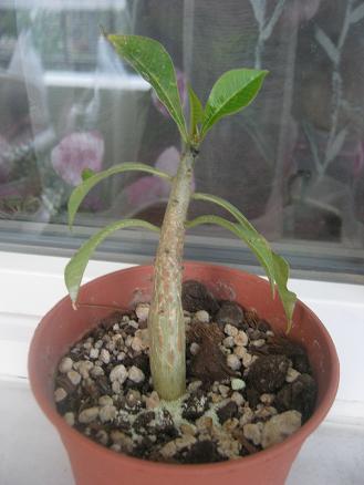 Name:  plumeria.JPG
Views: 1104
Size:  29.4 KB