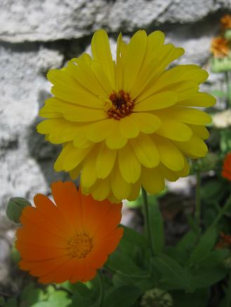Name:  aynsafa.JPG
Views: 8163
Size:  26.6 KB