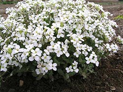 Name:  ARABIS_Alpina_Snowcap.jpg
Views: 4212
Size:  51.2 KB