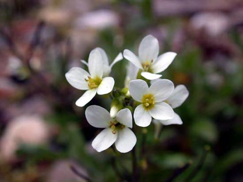 Name:  Arabis.alpina.ho.JPG
Views: 4569
Size:  40.7 KB