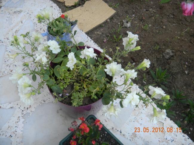 Name:  DSCN1175.jpg
Views: 1905
Size:  57.7 KB