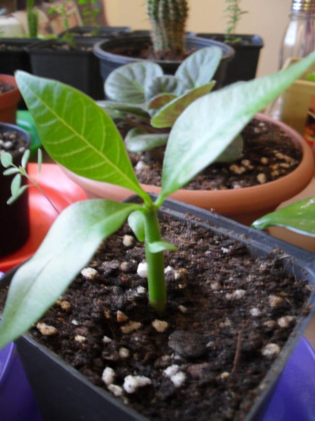 Name:  plumeria-3.jpg
Views: 1371
Size:  63.8 KB