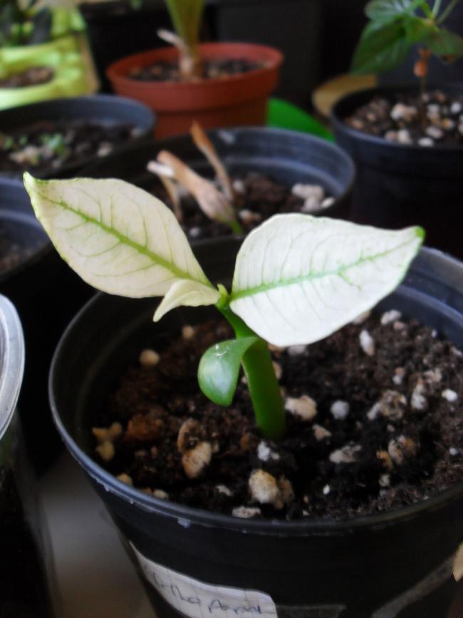 Name:  plumeria-4.jpg
Views: 1221
Size:  49.5 KB