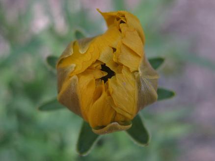 Name:  coreopsis.JPG
Views: 3970
Size:  26.9 KB