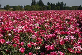 Name:  GODETIA 72707 VALLEY 1.jpg
Views: 15534
Size:  66.8 KB