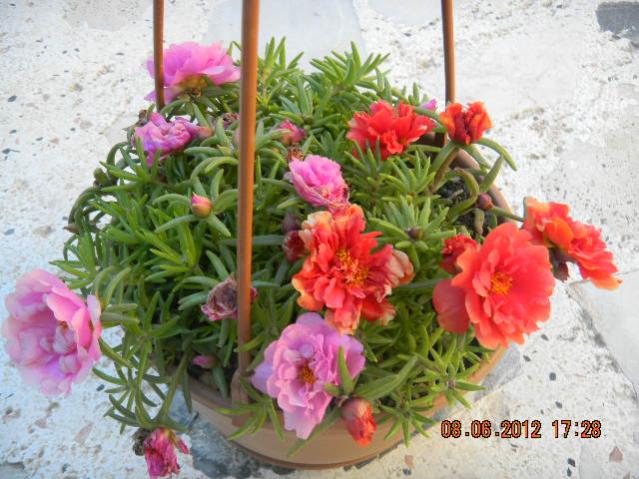 Name:  DSCN1349.jpg
Views: 4243
Size:  58.4 KB