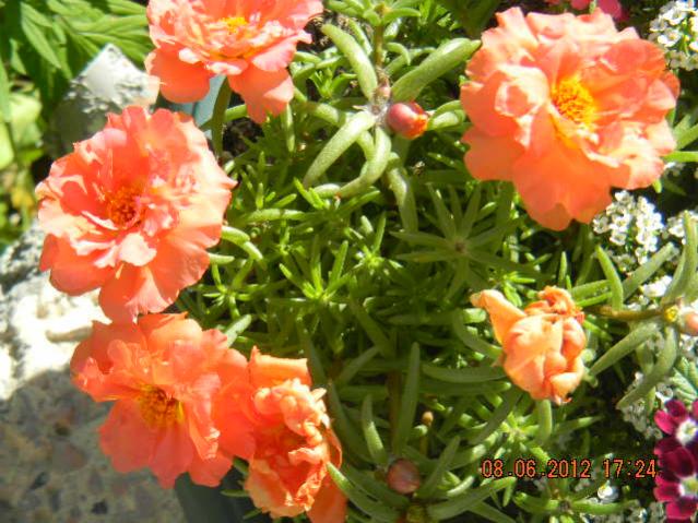 Name:  DSCN1339.jpg
Views: 2156
Size:  62.3 KB