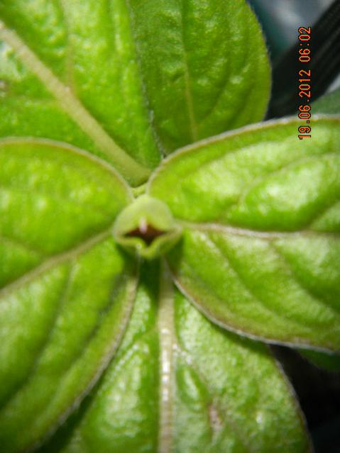 Name:  DSCN1503.jpg
Views: 13050
Size:  35.4 KB