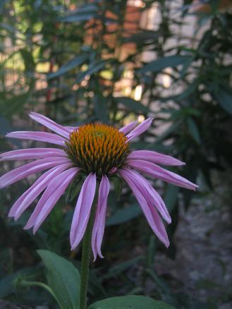 Name:  ekinezya.JPG
Views: 1763
Size:  32.6 KB