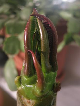 Name:  plumeria.JPG
Views: 1332
Size:  23.8 KB