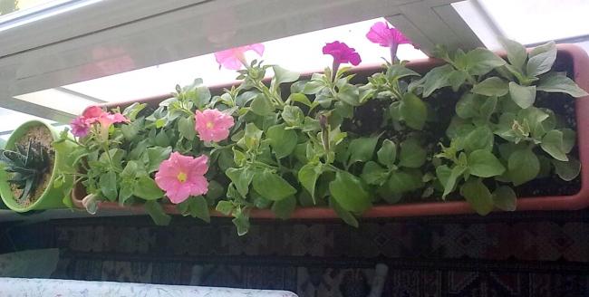Name:  p03.jpg
Views: 2537
Size:  34.7 KB