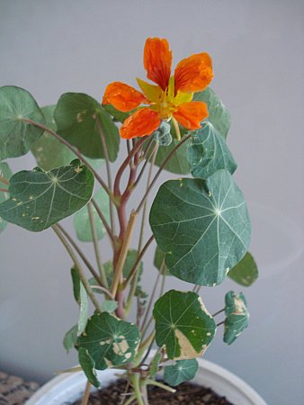 Name:  New_DSC07089.jpg
Views: 1542
Size:  29.7 KB