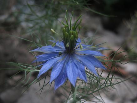 Name:  rekotu1.JPG
Views: 1782
Size:  34.0 KB
