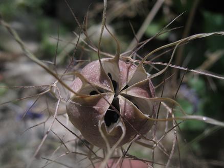 Name:  . tohum kesesi.JPG
Views: 1786
Size:  36.1 KB