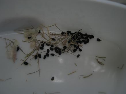 Name:  . tohum.JPG
Views: 1751
Size:  25.2 KB