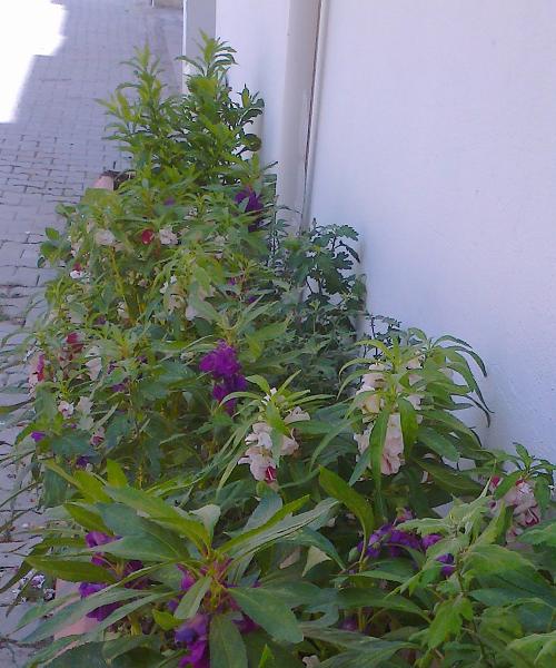 Name:  haseki1.JPG
Views: 2096
Size:  56.5 KB