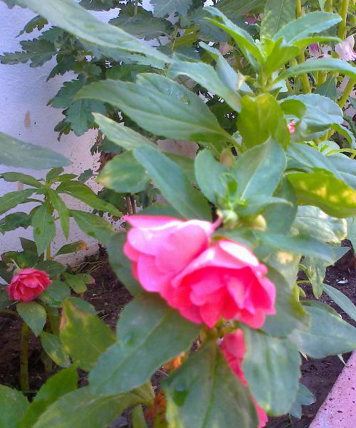 Name:  haseki2.JPG
Views: 3400
Size:  56.5 KB