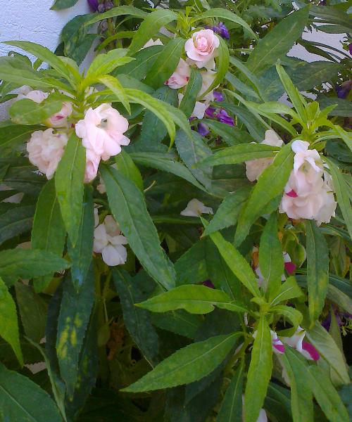 Name:  haseki4.JPG
Views: 2094
Size:  56.7 KB