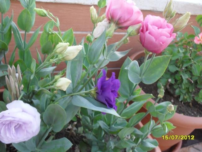 Name:  001.jpg
Views: 758
Size:  47.7 KB